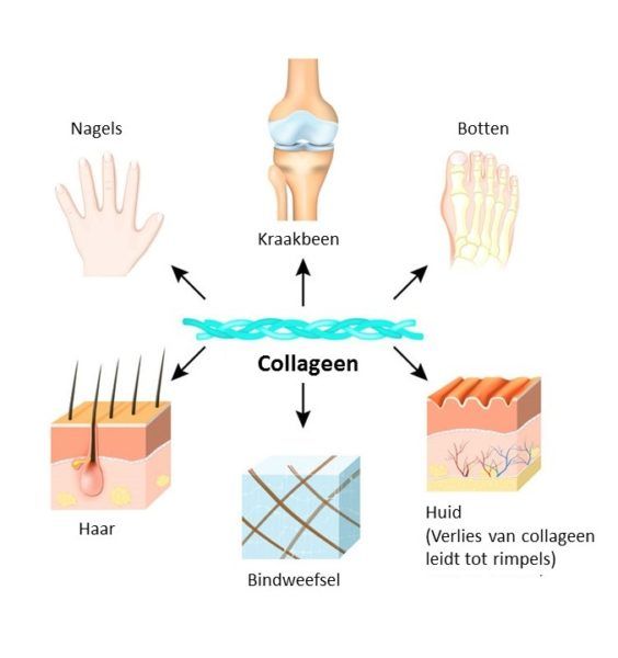 What does collagen do?