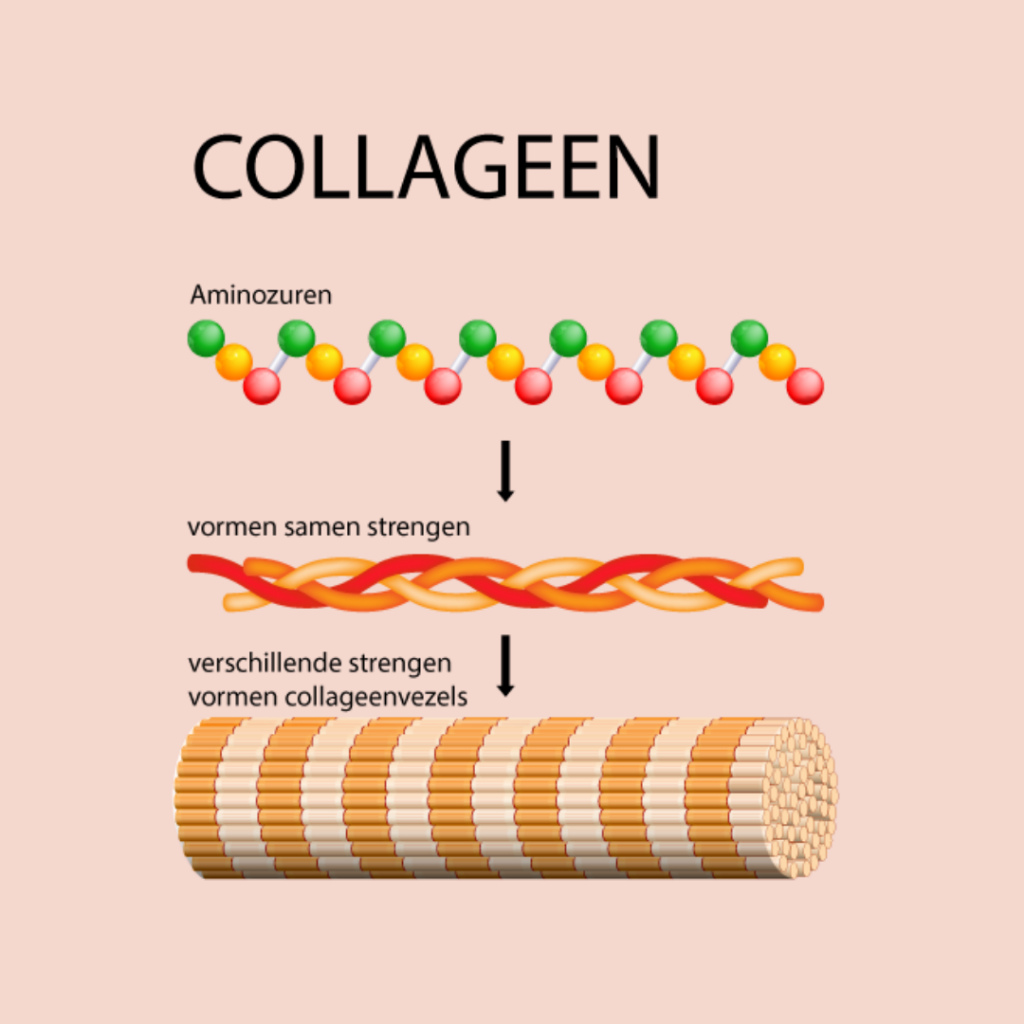 Collageen bestaat uit aminozuren.
