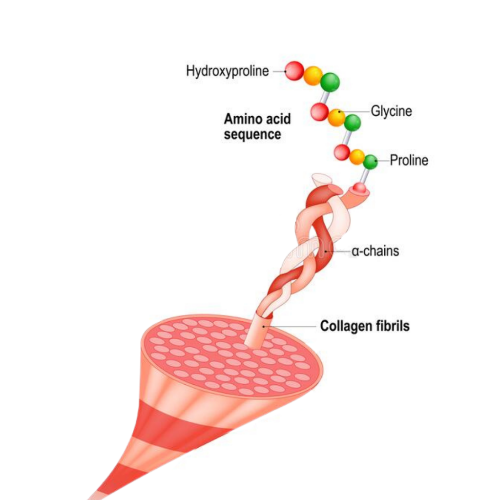 the build-up of collagen.